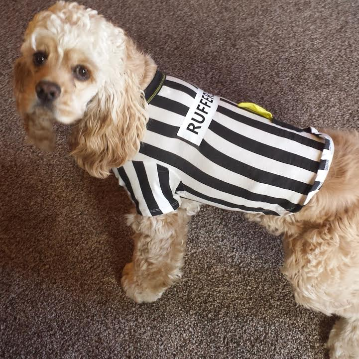 Pets in costume